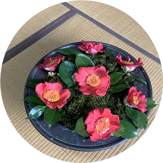 茶室を彩る椿の生け花