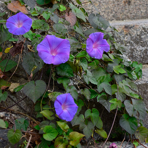 しゅっこんあさがお