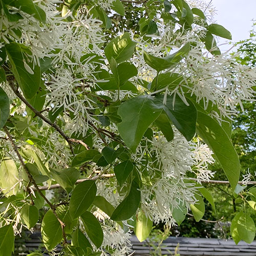 ひとつばたご（なんじゃもんじゃ）