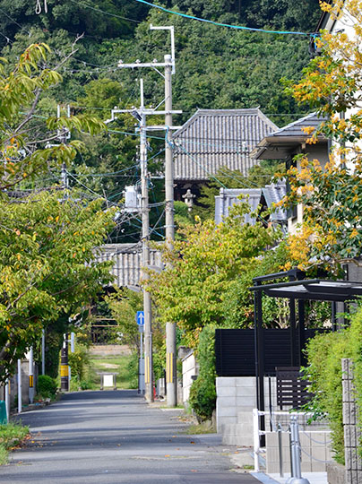 かつての参道から遠望する本堂大屋根