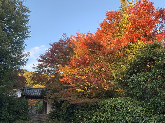 晩秋の興福院中門